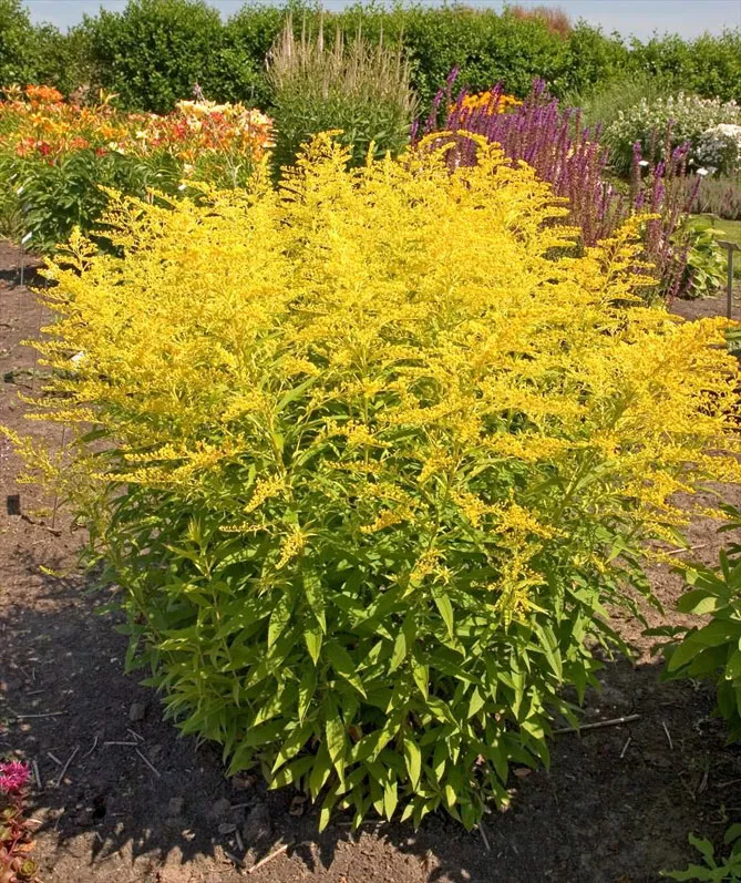 Золотарник або Солідаго (лат. Solidаgo)