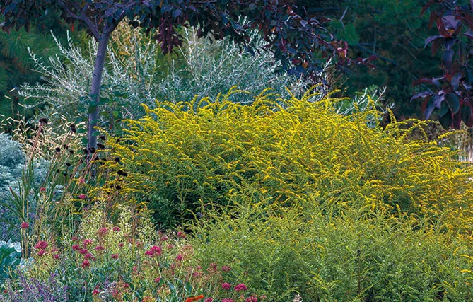 Золотарник або Солідаго (лат. Solidаgo)