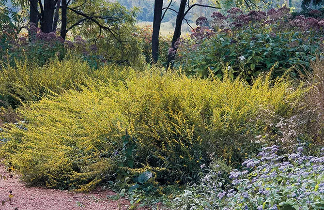 Золотарник або Солідаго (лат. Solidаgo)