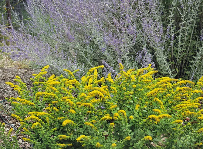 Золотарник або Солідаго (лат. Solidаgo)