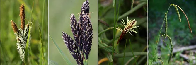 Осока квітки,Carex elata, Carex atrata, Carex halleriana і Carex pendula