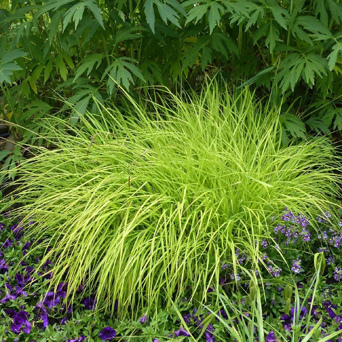 Осока висока "Аурея" (Carex elata Aurea)