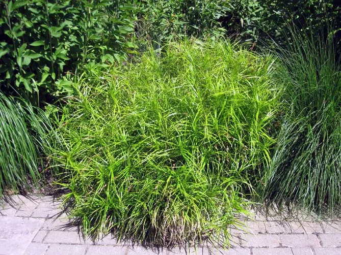 Carex muskingumensis або Осока пальмолиста