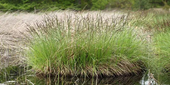 Осока висока (Carex elata)