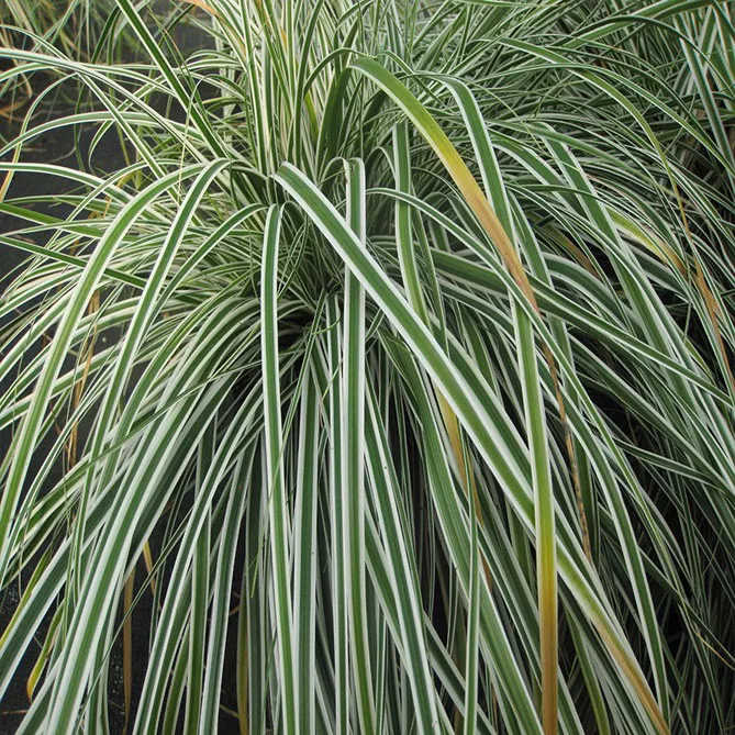 Осока ошимська "Еверест" (Carex oshimensis Everest)