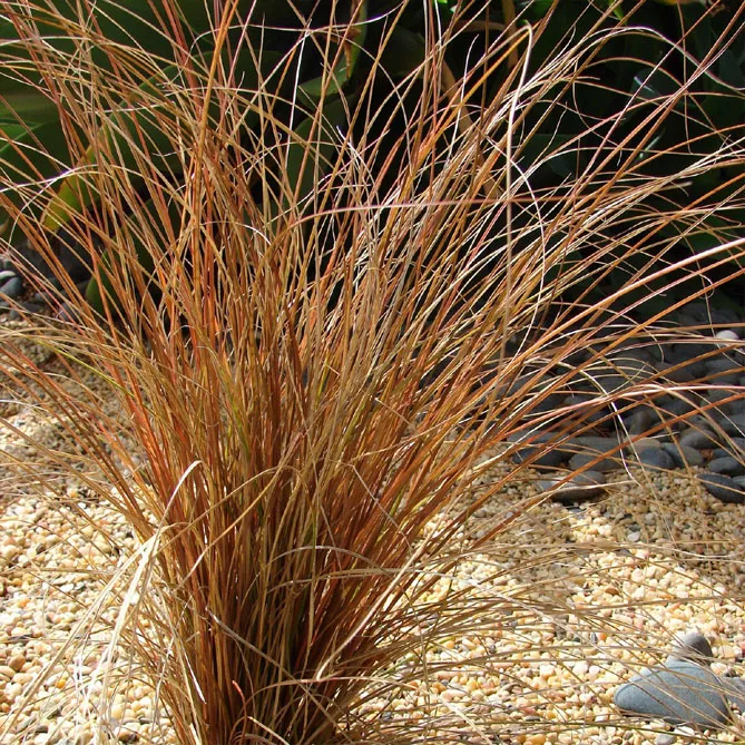 Осока власовидна "Бронз Форм" (Carex comans Bronze Form)