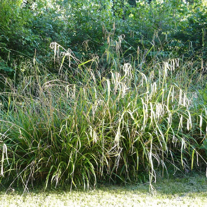 Осока висяча (Carex pendula)