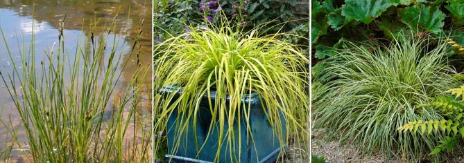 Осока на березі ставка (Carex aquatilis), у горщиках (Carex oshimensis 'Everillo'), у ґрунті (Carex morrowii 'Variegata')