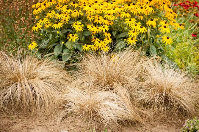 осока з квітами, травами