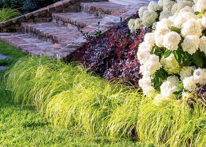 осока з квітами, травами