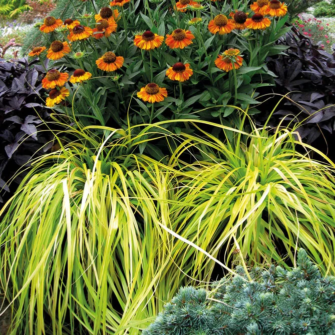 осока з квітами, травами