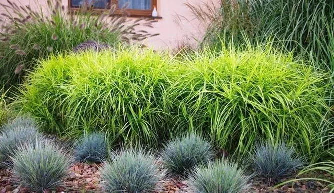 осоки з іншими травами