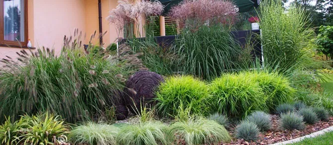 осоки з іншими травами