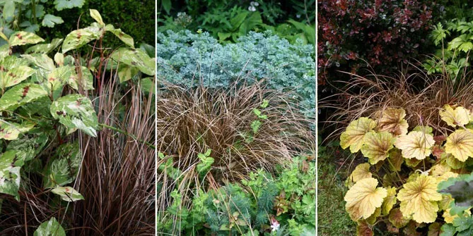 Осока Буханана