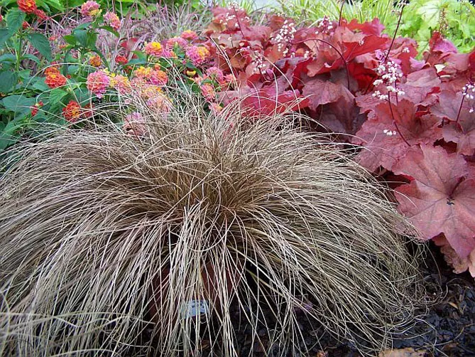 Осока в ландшафтному дизайні саду