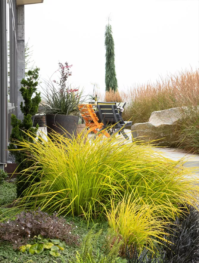 Осока в ландшафтному дизайні саду