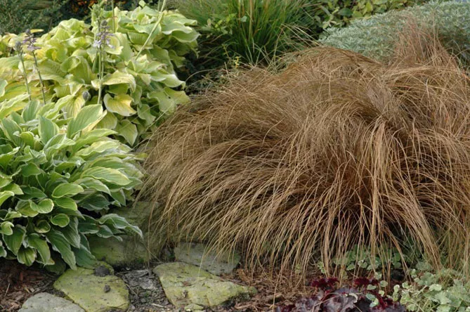 Осока в ландшафтному дизайні саду