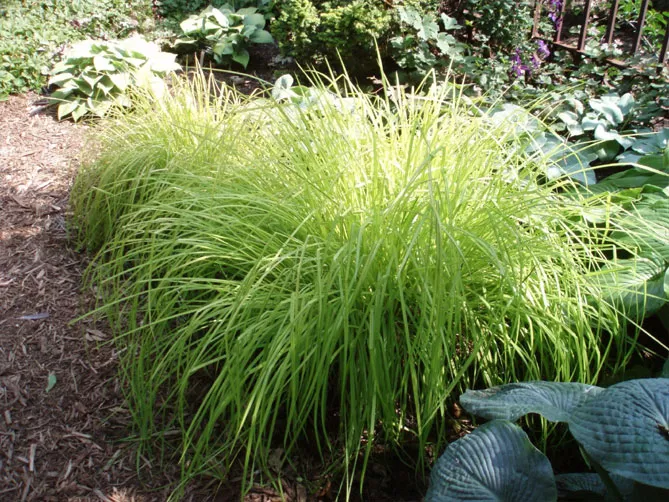 осока в саду