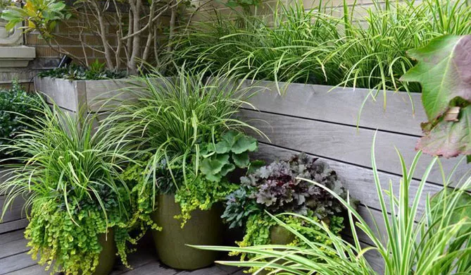 осока на підвіконня, балкон, терасу.