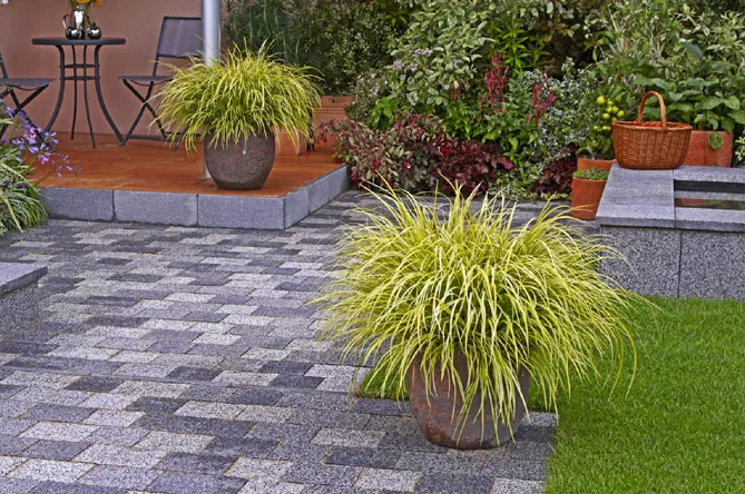 осока на підвіконня, балкон, терасу.