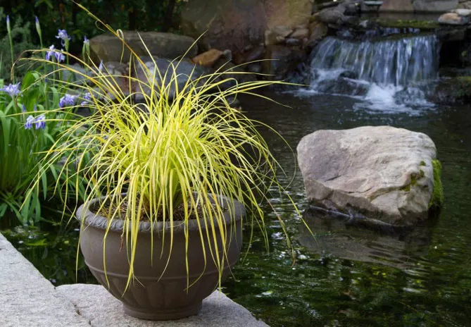 осока на підвіконня, балкон, терасу.