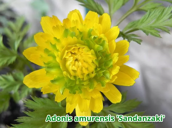 Адоніс (лат. Adonis)