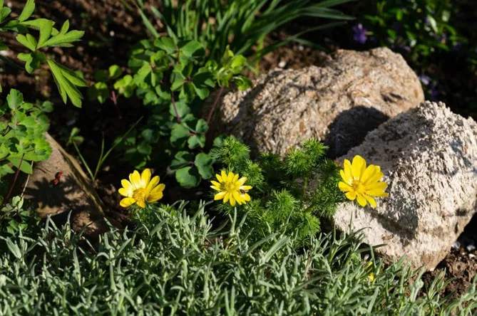 Адоніс (лат. Adonis)