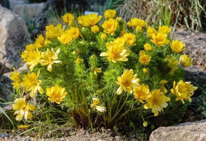 Адоніс (лат. Adonis)