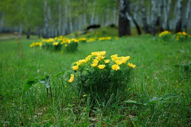 Адоніс (лат. Adonis)