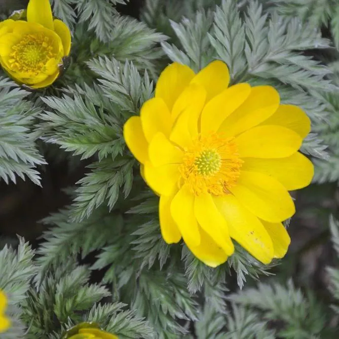 Адоніс (лат. Adonis)