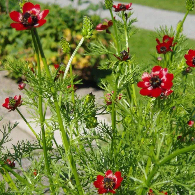 Адоніс (лат. Adonis)