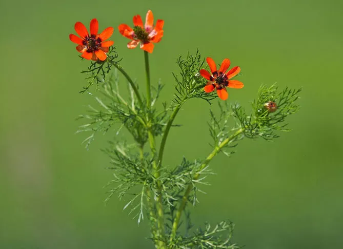 Адоніс (лат. Adonis)