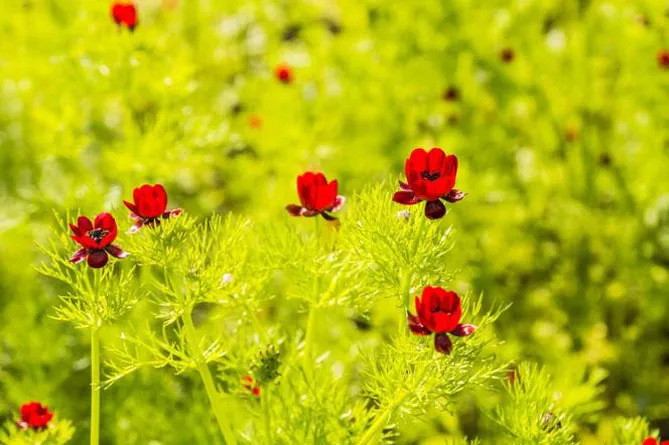 Адоніс (лат. Adonis)
