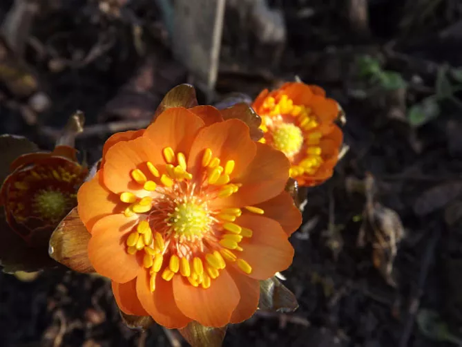 Адоніс (лат. Adonis)