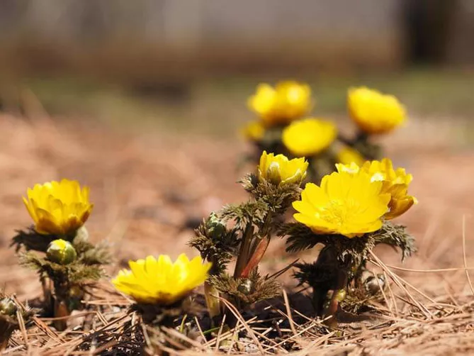 Адоніс (лат. Adonis)
