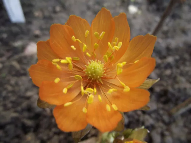 Адоніс (лат. Adonis)