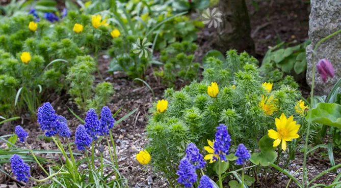 Адоніс (лат. Adonis)