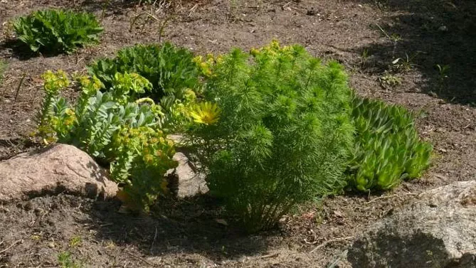 Адоніс (лат. Adonis)