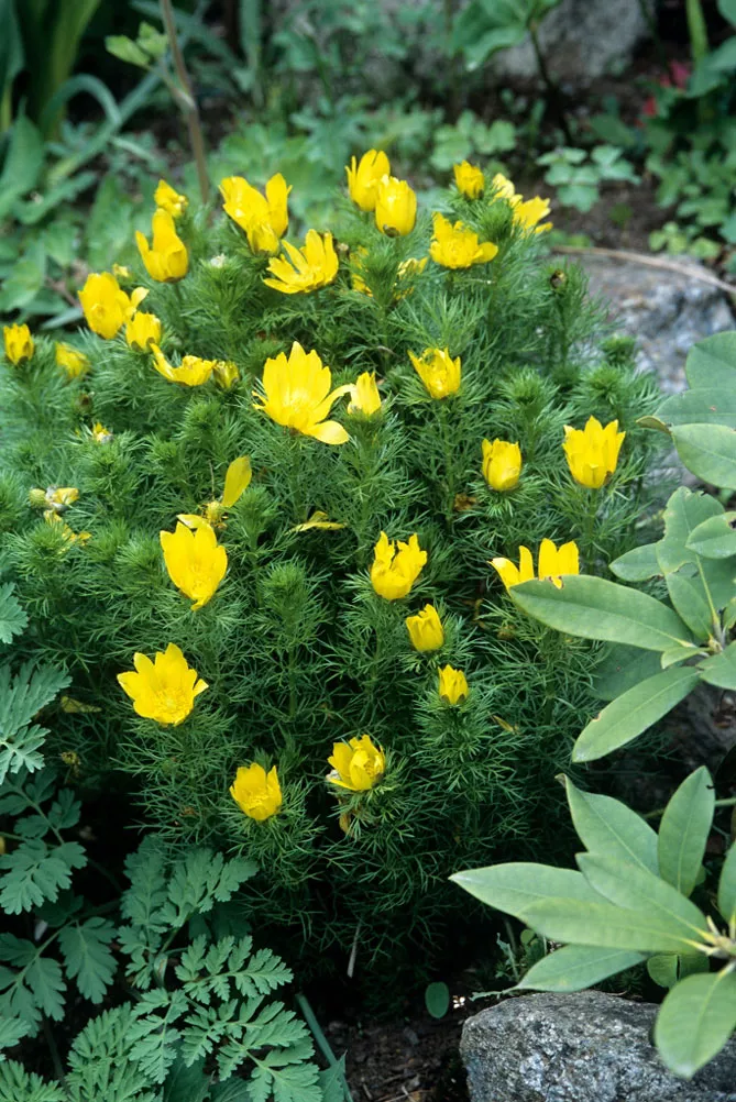 Адоніс (лат. Adonis)