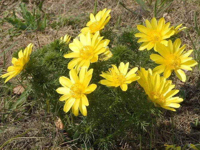 Адоніс (лат. Adonis)