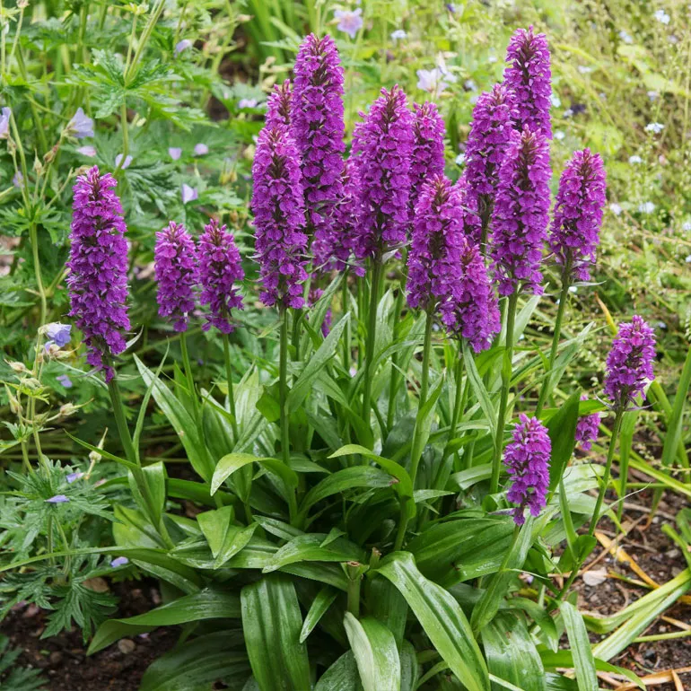 Орхідея садова (пальчатокорінник)