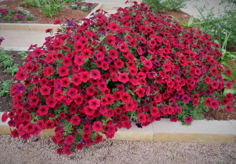 Петунія Тайдал