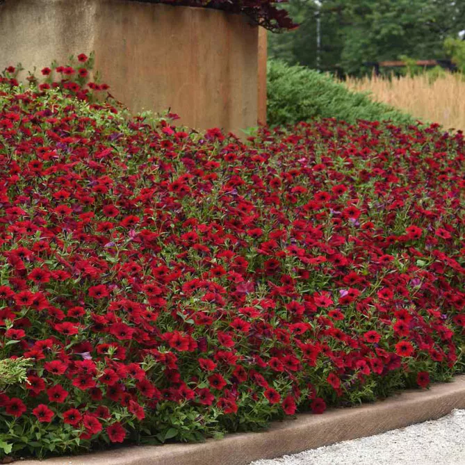 Петунія Тайдал