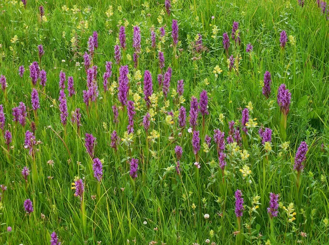 Орхідея садова (пальчатокорінник)