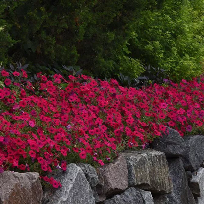 Петунія Тайдал