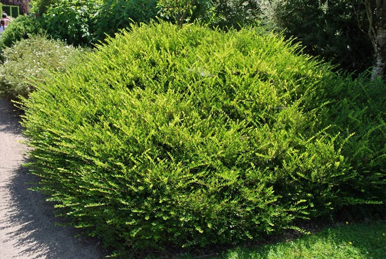 Жимолость шапкова (лат. Lonicera pilata)