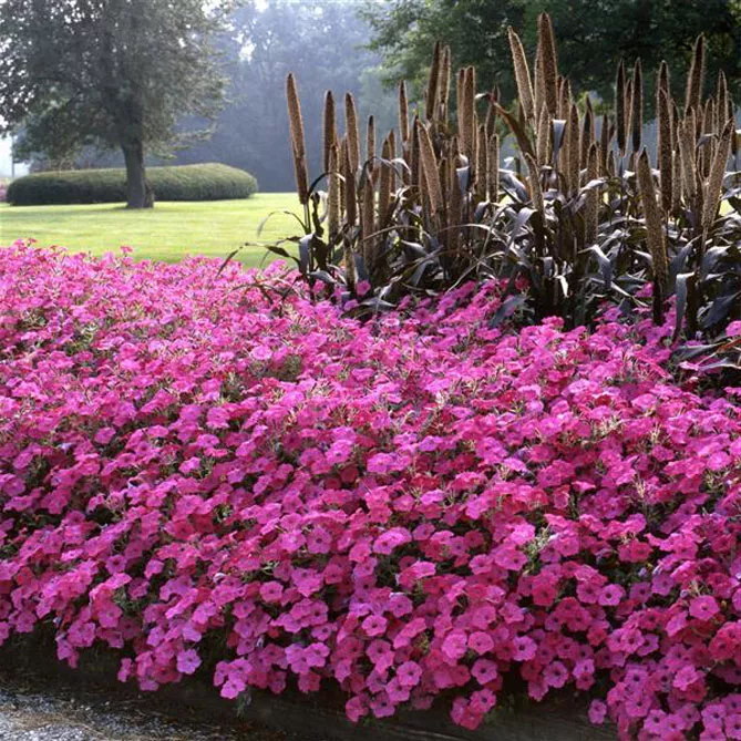 Петунія Тайдал