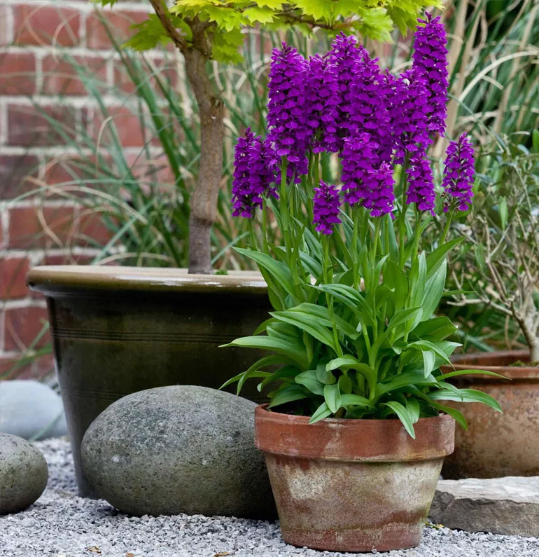 Орхідея садова (пальчатокорінник)
