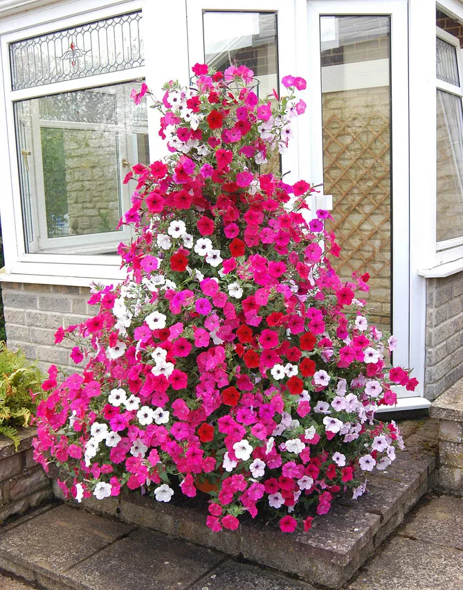 Петунія Тайдал