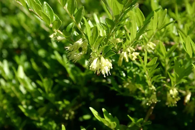 Жимолость шапкова (лат. Lonicera pilata)
